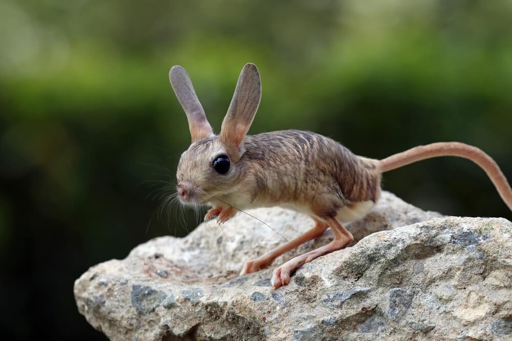 Half rat half rabbit sales